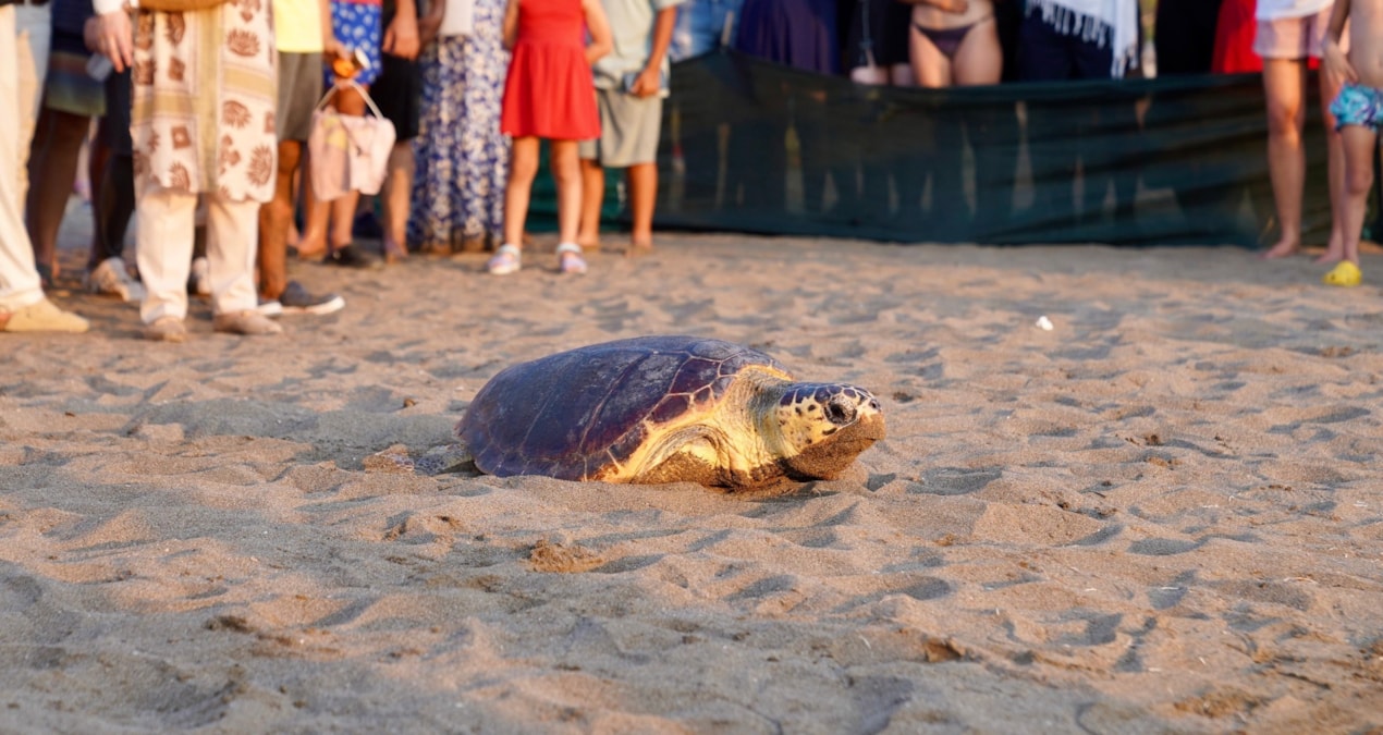 iztuzunda 7 caretta caretta ve 20 yavru kaplumbaga denize birakildi Q6AxK1Mf