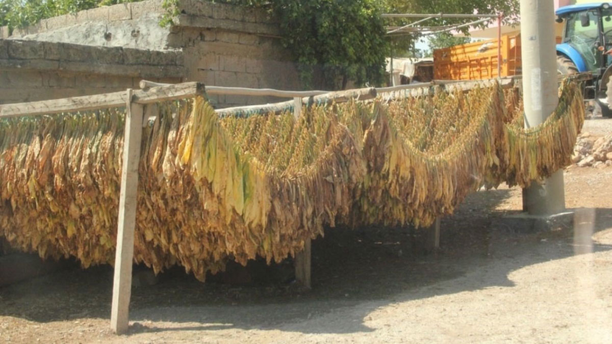 siirtte tutun hasadi basladi mevsimlik istihdam firsati ggWf9D1U