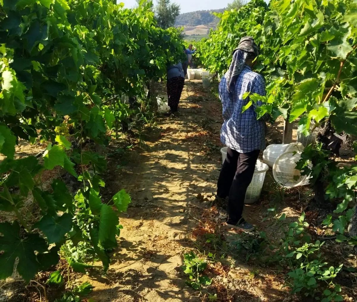 sultanlarin hasadi sarigolde uzum zamani Ut84uYiD