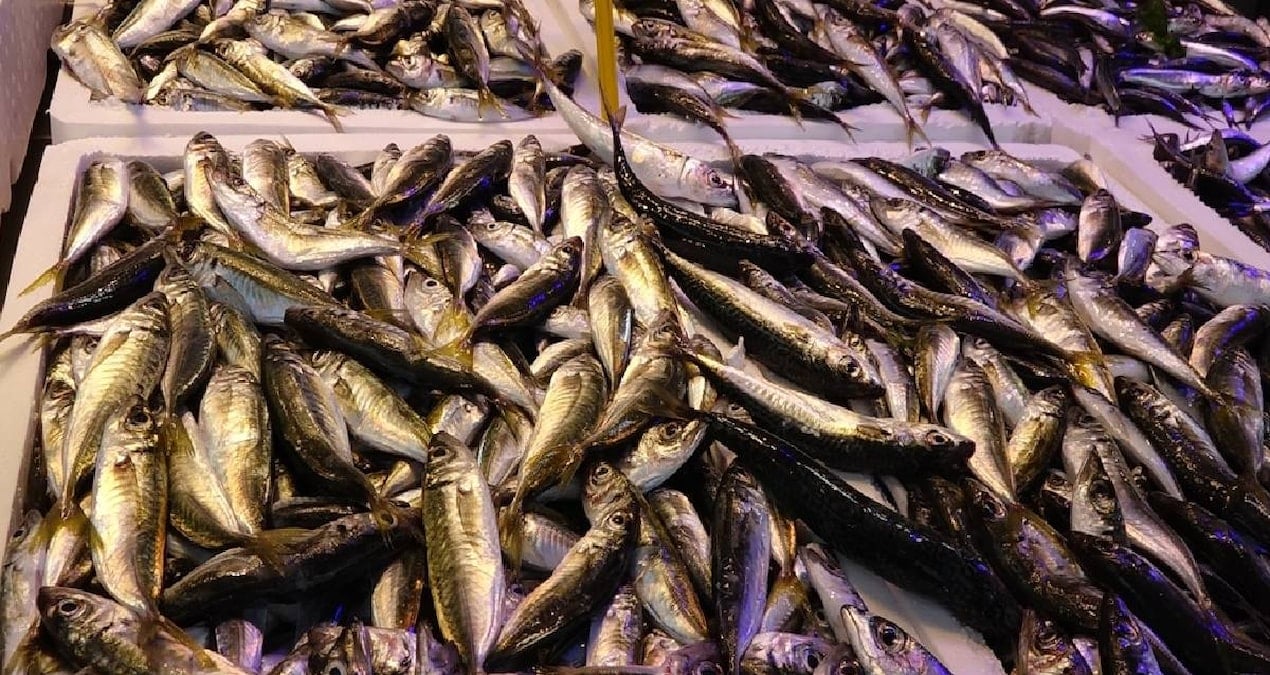 yasak bitti balik tezgahlari senlendi istavrit mezgit cipura ve somonun fiyati belli oldu vJVlWZKr