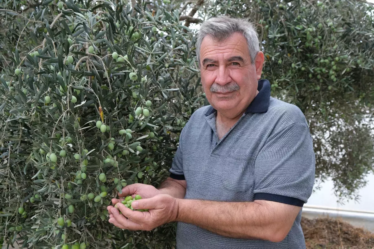 alanyada zeytin hasadi basladi rekolte yuzde 40 d dustu IOMTMVKS.jpg