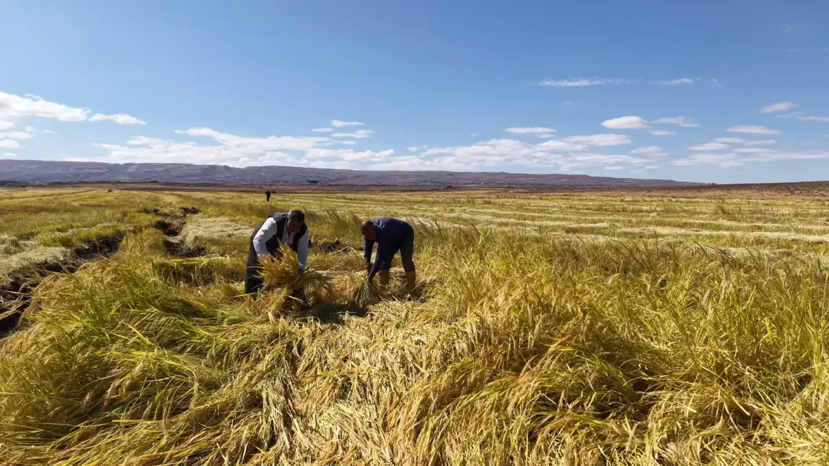 diyarbakirli is insanlari organik pirinc uretimine basladi XZslMY9H