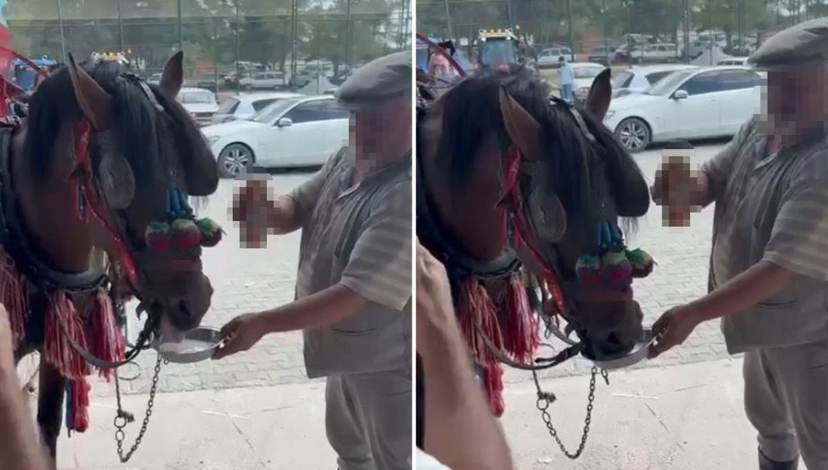 dugunde tepki ceken goruntuler bira verilen at alkol bagimlisi olmus lSw2GHXh