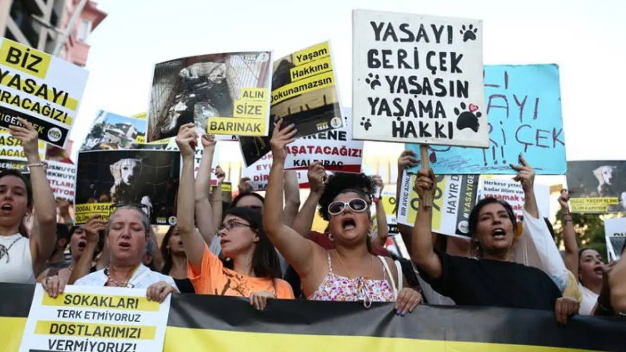 İstanbul Valiliği’nden Sokak Hayvanları Açıklaması: “Geri Adım Atılmadı”
