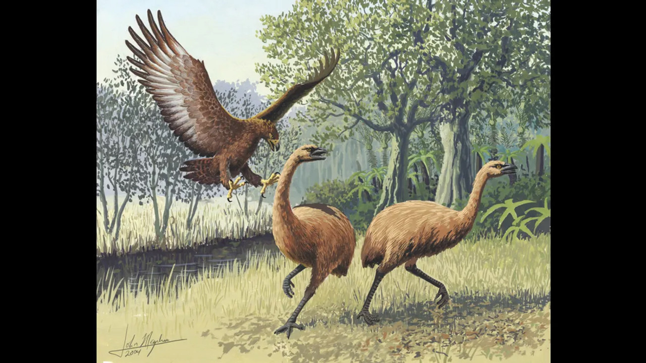 kanatlari-olmayan-tek-kus-turu-moalar-neden-yok-oldu-gcf1ch1N